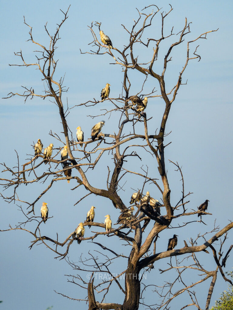 bharatpur-bird-sanctuary-bird-haven-egyptian-vultures-travelwith