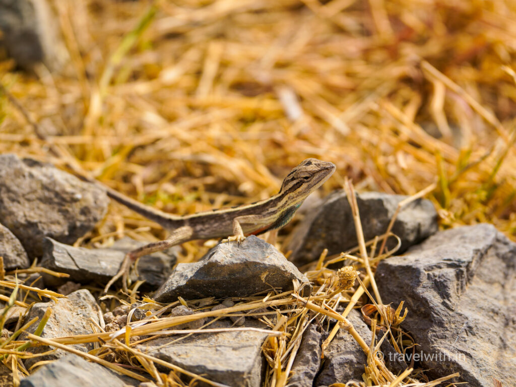 blackbuck-national-park-fan-throated-lizard-travelwith