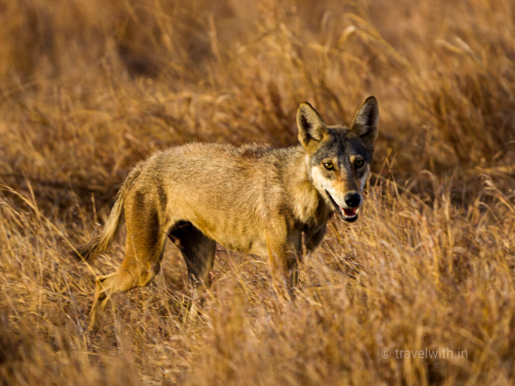 blackbuck-national-park-indian-grey-wolf-alpha-travelwith