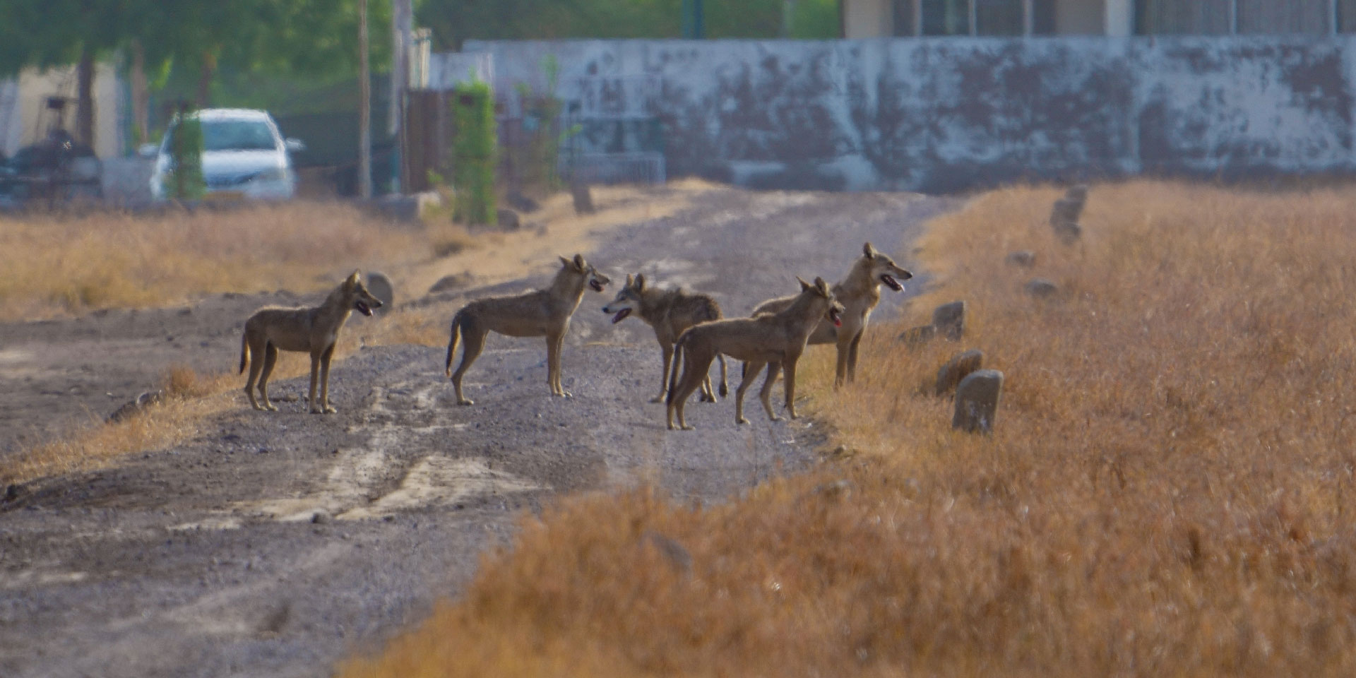 blackbuck-national-park-velavadar-indian-wolf-pack-hunting-travelwith