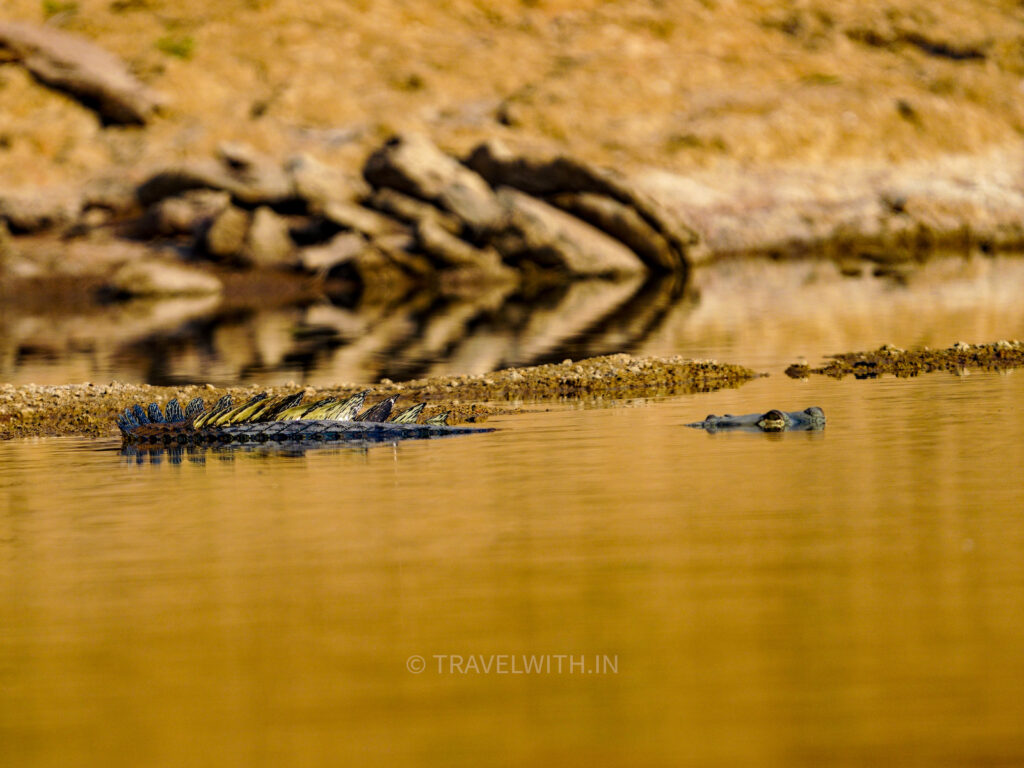 chambal-river-safari-female-gharial-golden-hour-wildlife-photography-tour-travelwith