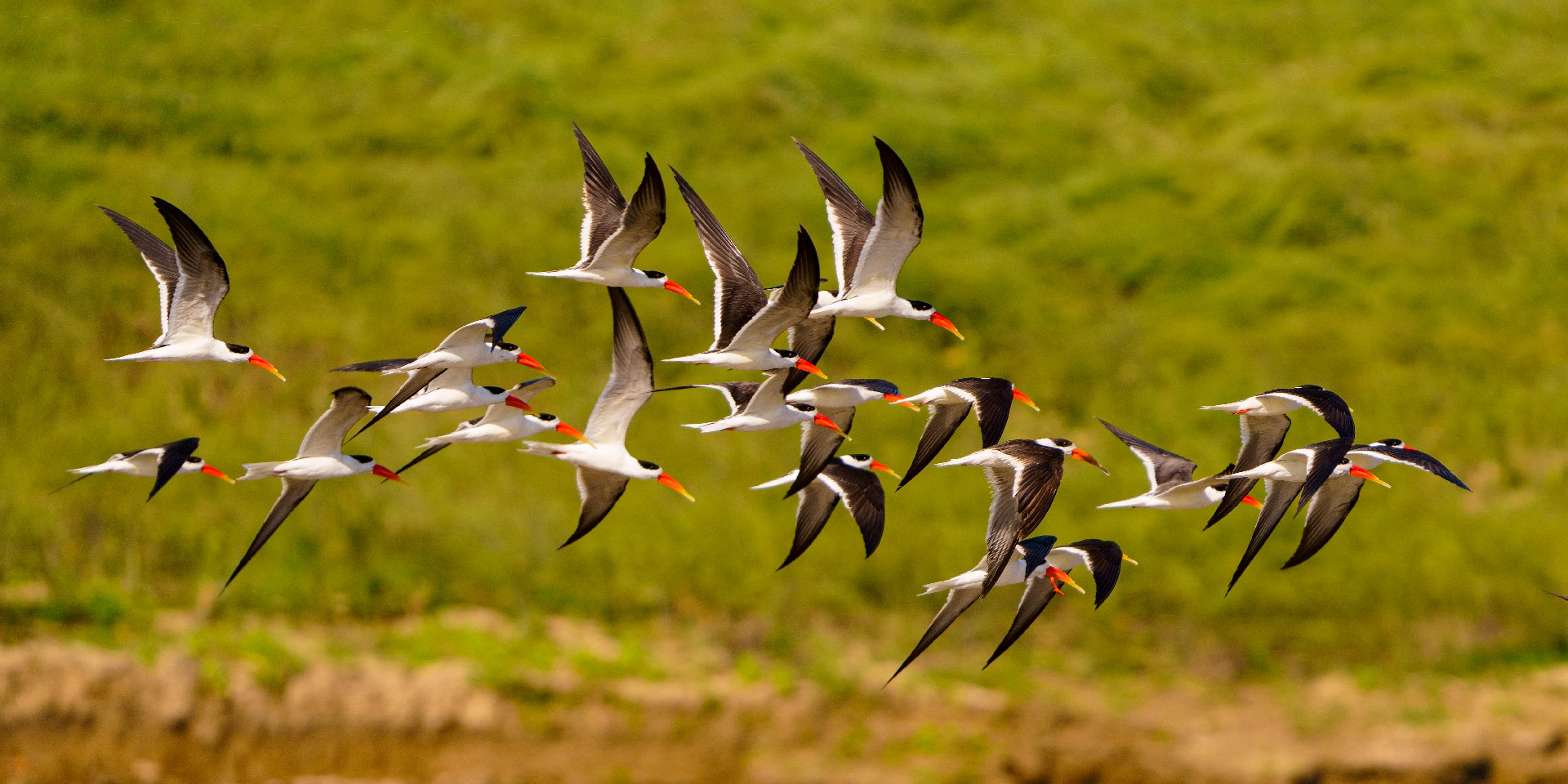 chambal-river-safari-indian-skimmer-birdwatching-travelwith