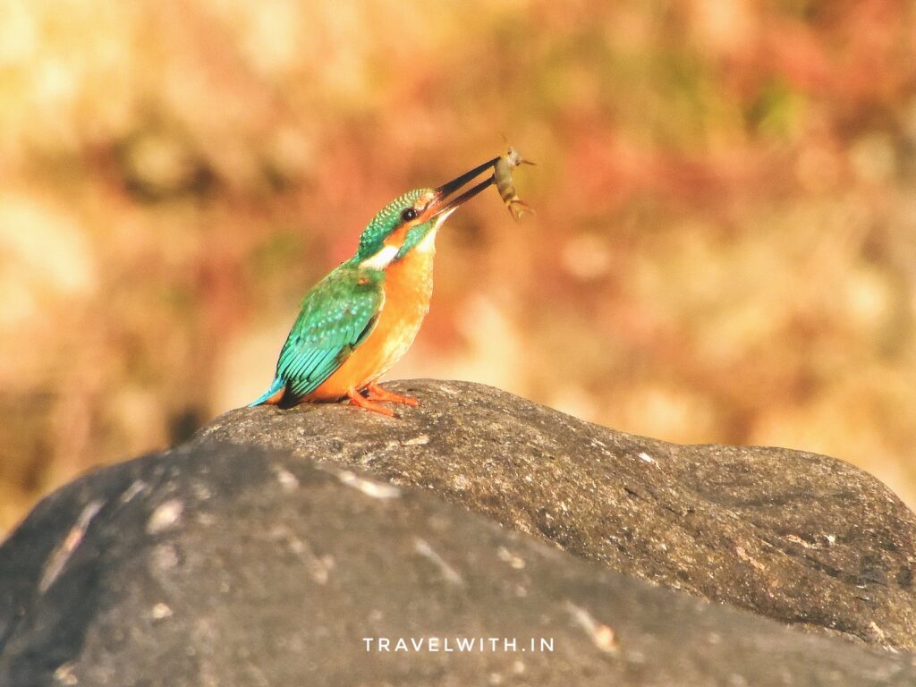 corbett-national-park-common-fingfisher-eating-fish-travelwith