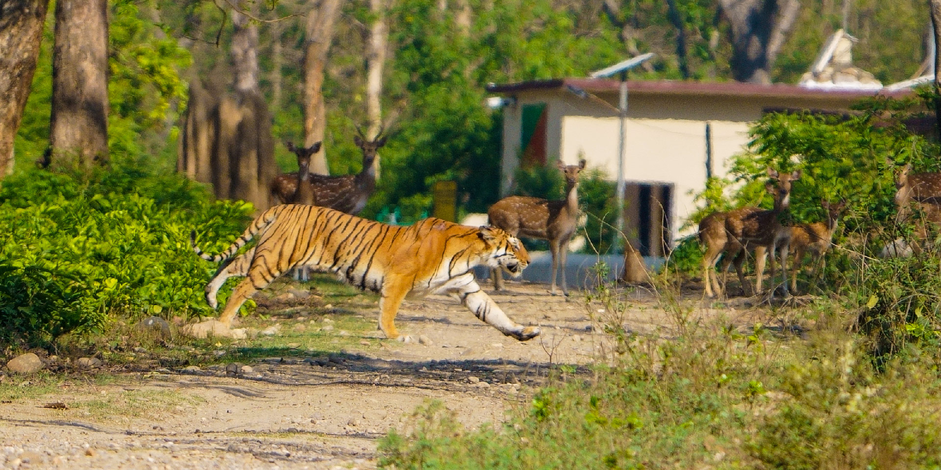 corbett-national-park-jeep-safari-tiger-crossing-road-travelwith