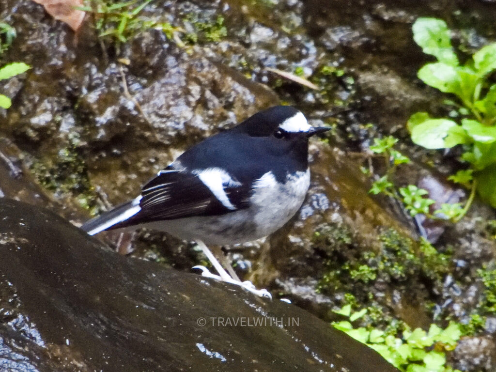 corbett-national-park-little-forktail-birdwatching-tour-travelwith