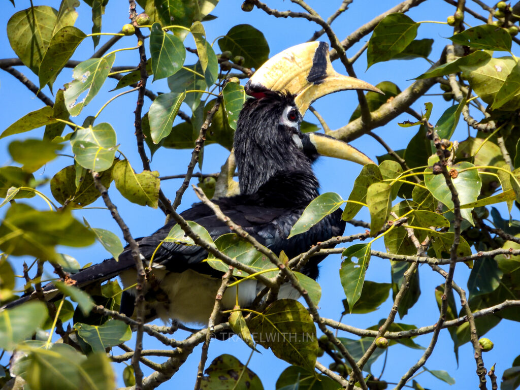 dudhwa-national-park-pied-hornbill-birding-travelwith