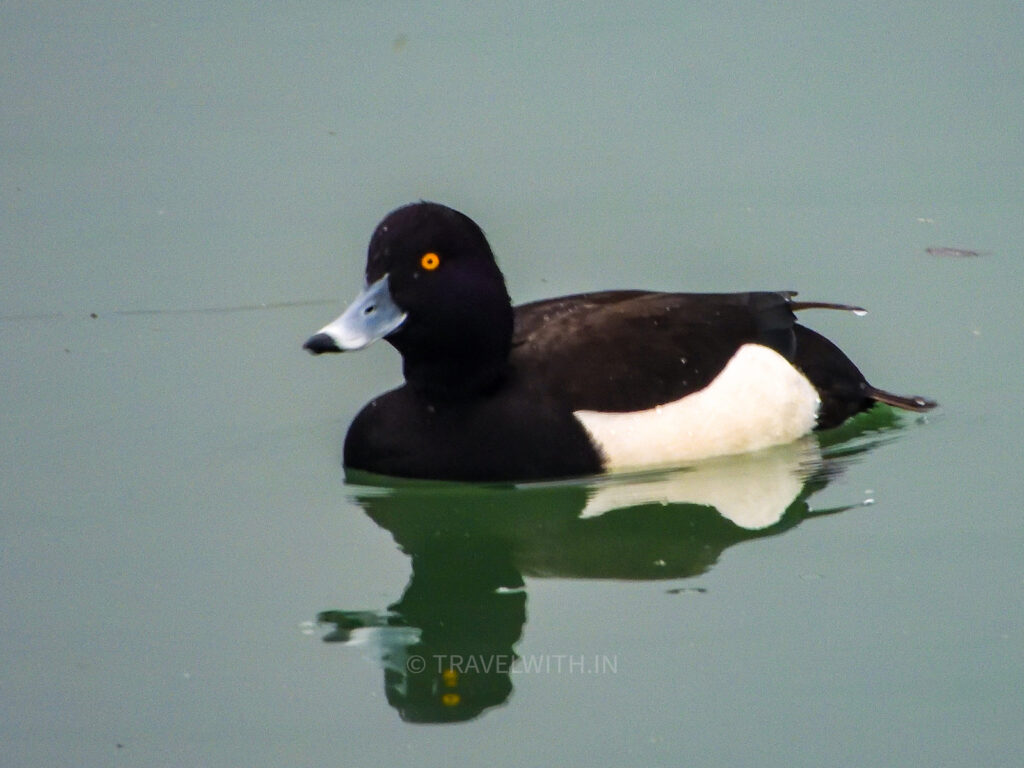 gajoldoba-bird-watching-tufted-duck-migratory-bird-travelwith