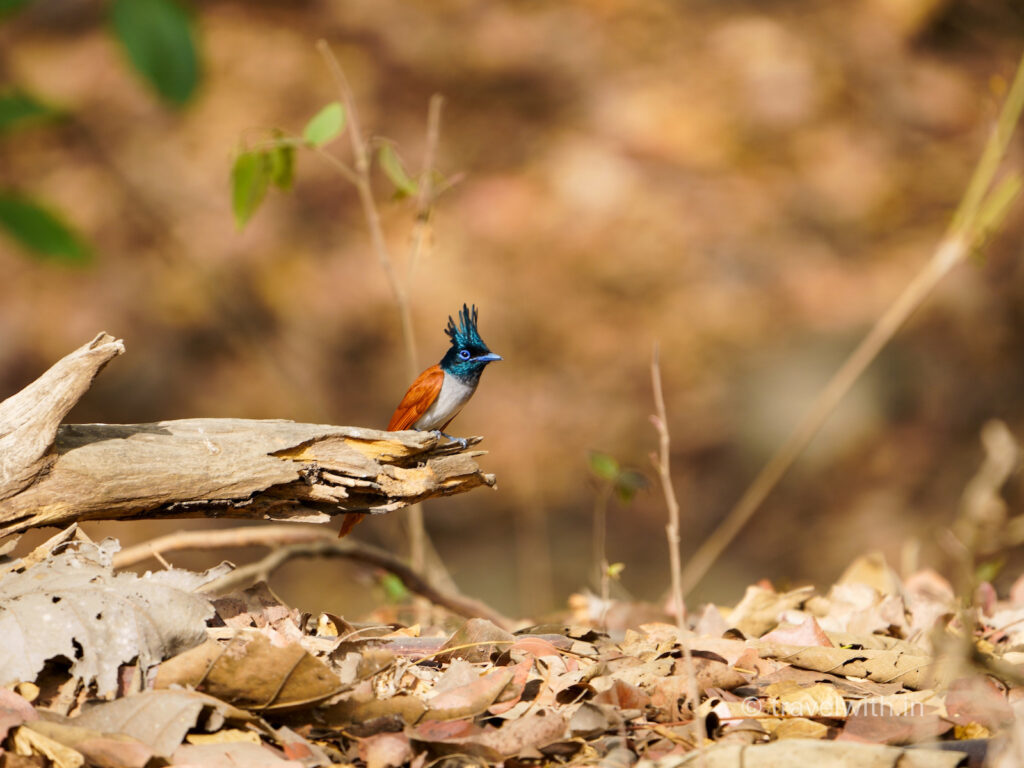 gir-national-park-birding-tour-travelwith