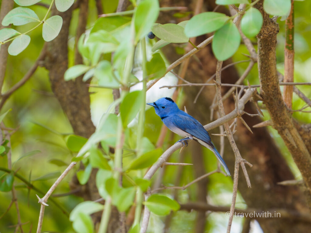 gir-national-park-black-naped-monarch-birds-of-gir-travelwith