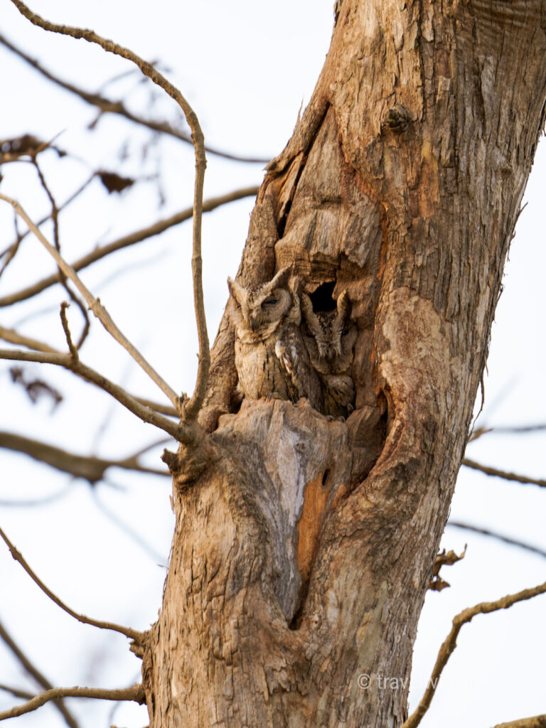 gir-national-park-indian-scop-owl-travelwith