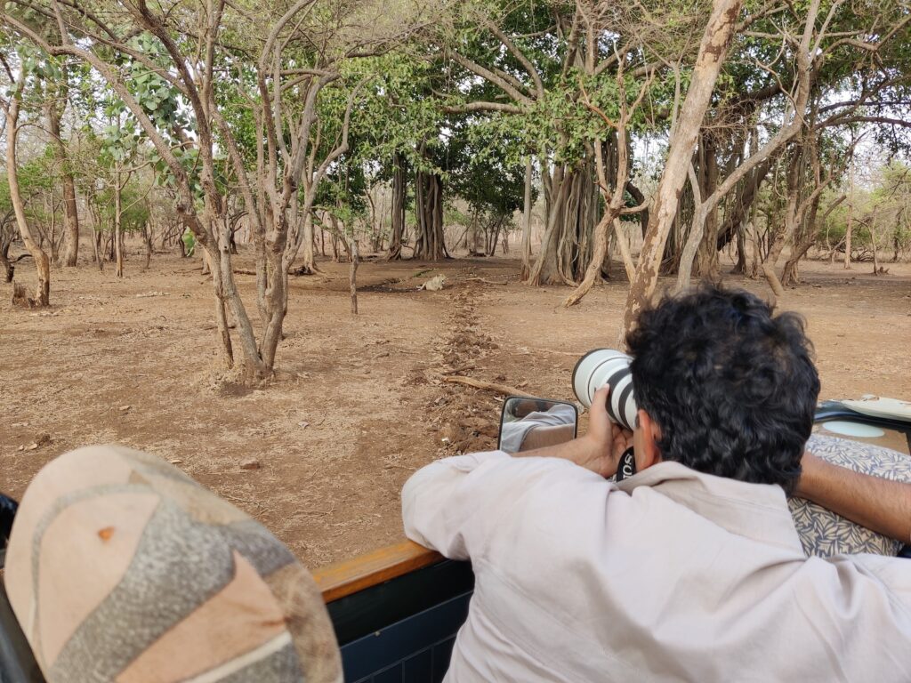 gir-national-park-lion-safari-travelwith