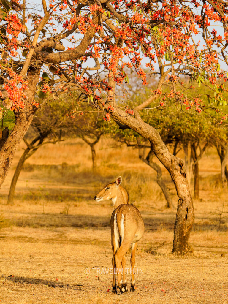 gir-national-park-nil-gai-palash-flower-travelwith