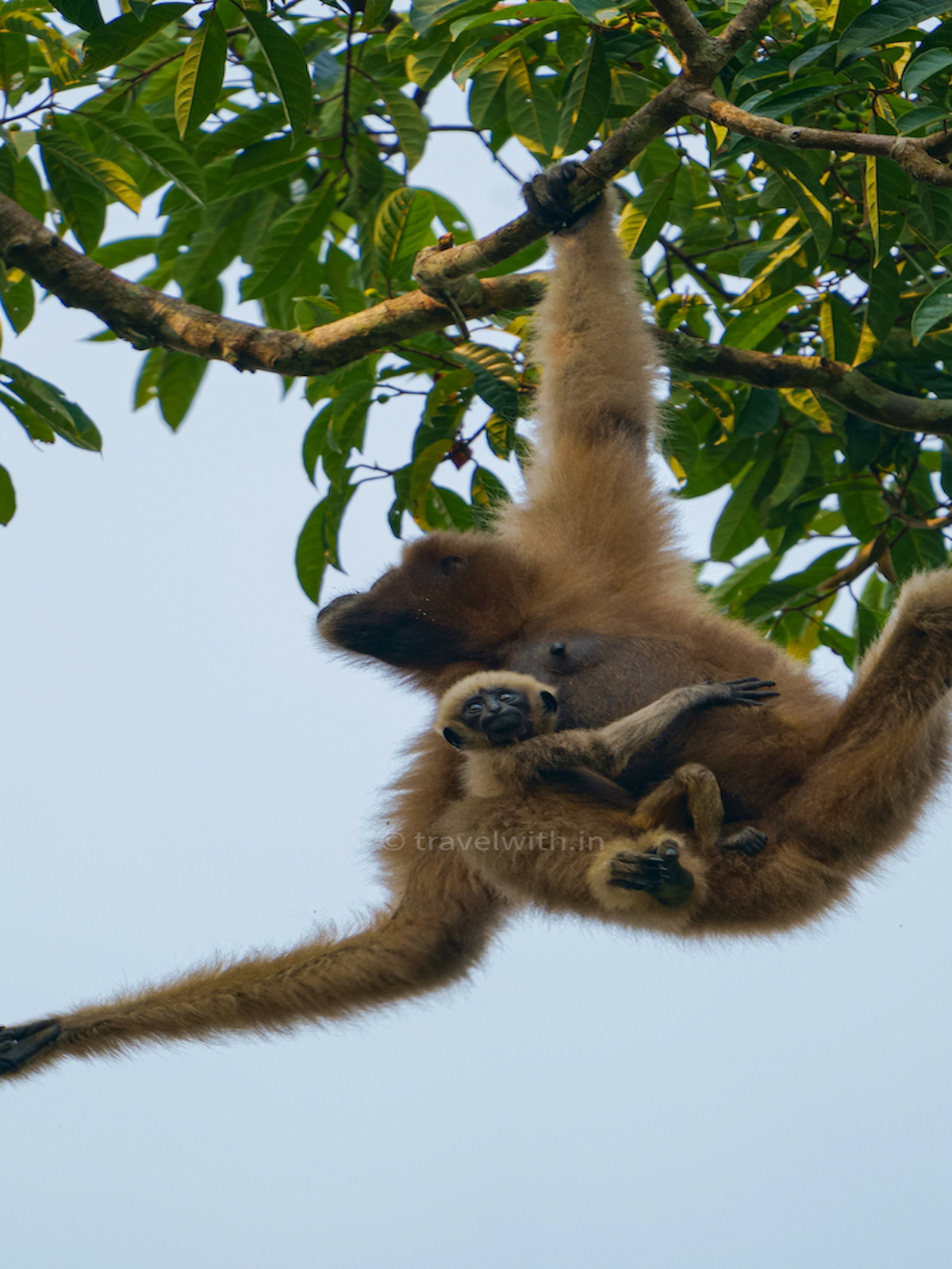 hoollongapar-gibbon-sanctuary-hoolock-gibbon-baby-travelwith