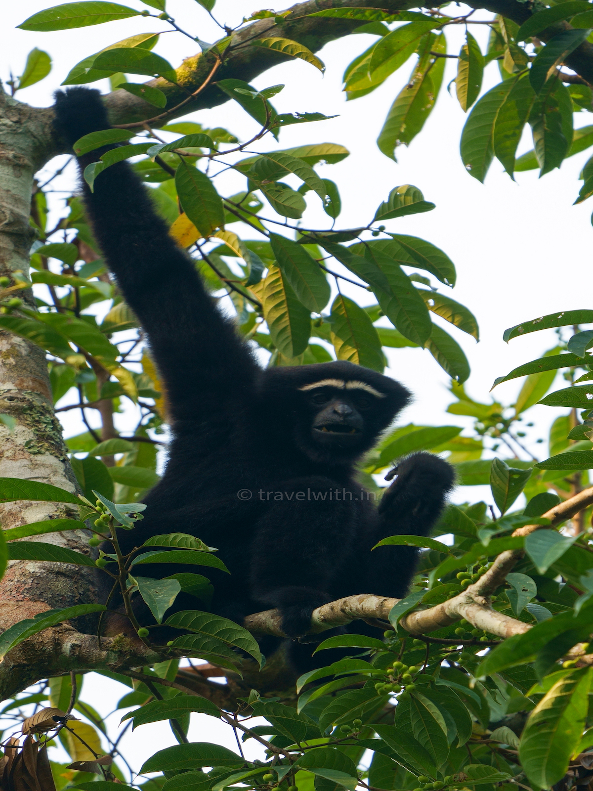 hoollongapar-gibbon-sanctuary-hoolock-gibbon-male-travelwith