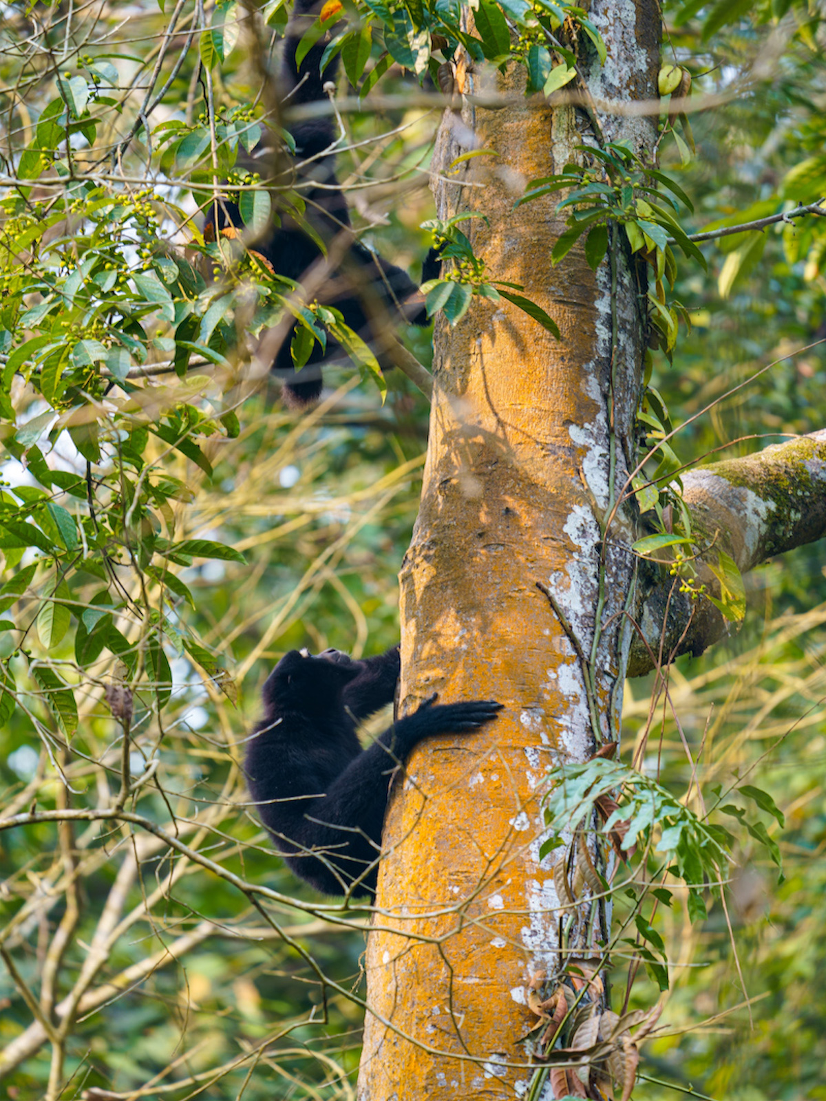 hoollongapar-gibbon-sanctuary-hoolock-gibbons-travelwith