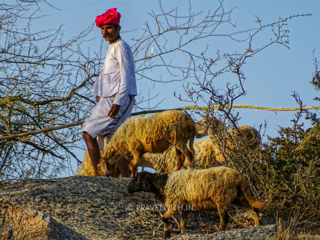 jawai-bera-rebari-herdsman-travelwith