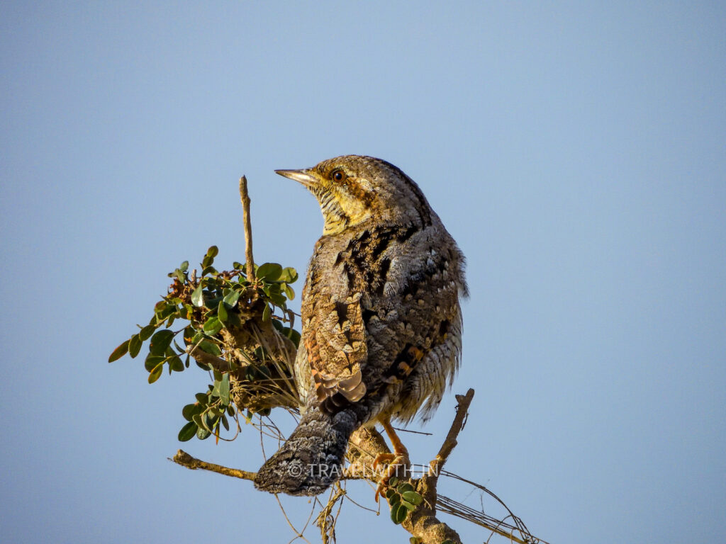 jawai-eurasian-wryneck-birdwatching-travelwith