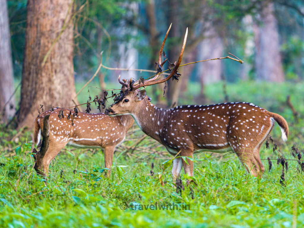 kabini-jeep-safari-travelwith