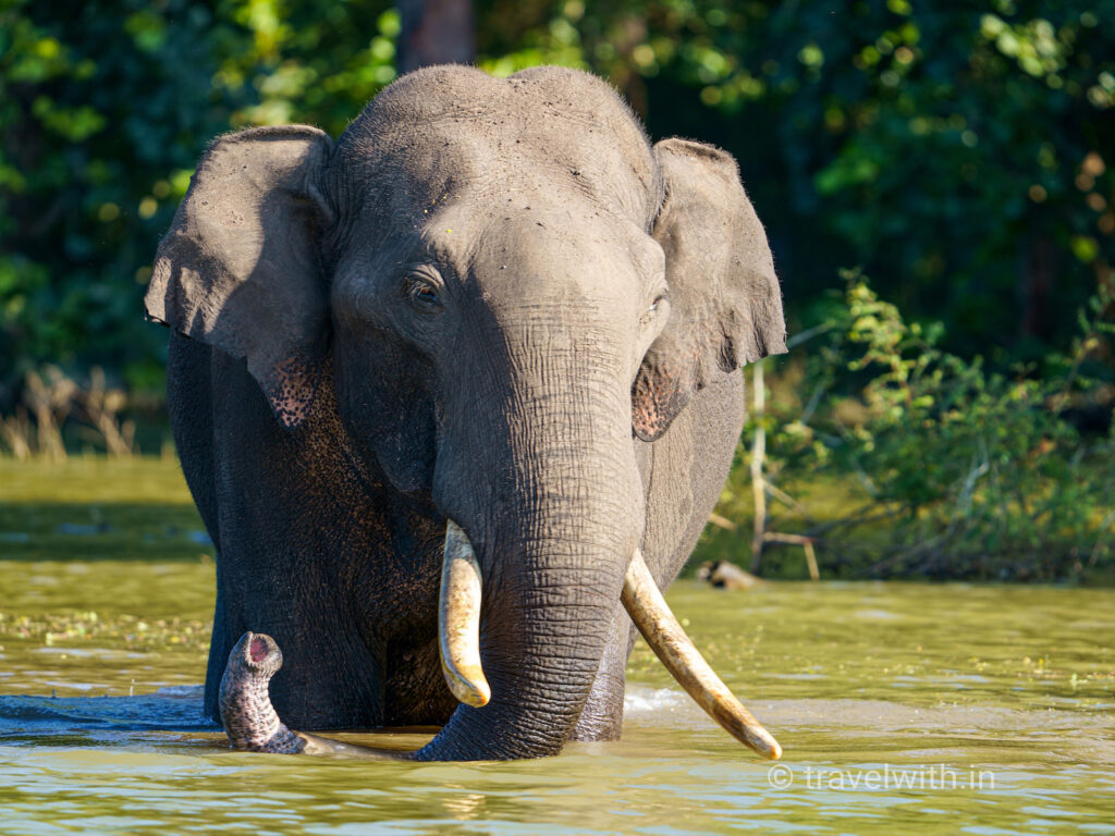 kabini-tusker-elephant-travelwith