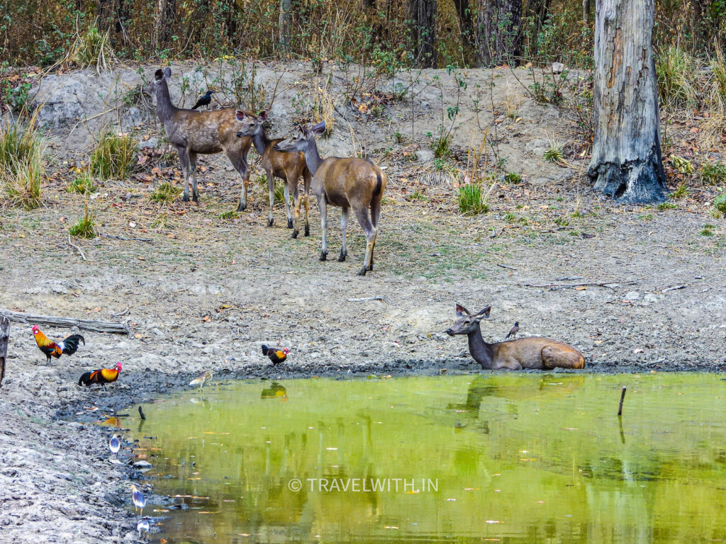 kanha-national-park-crowded-water-hole-travelwith