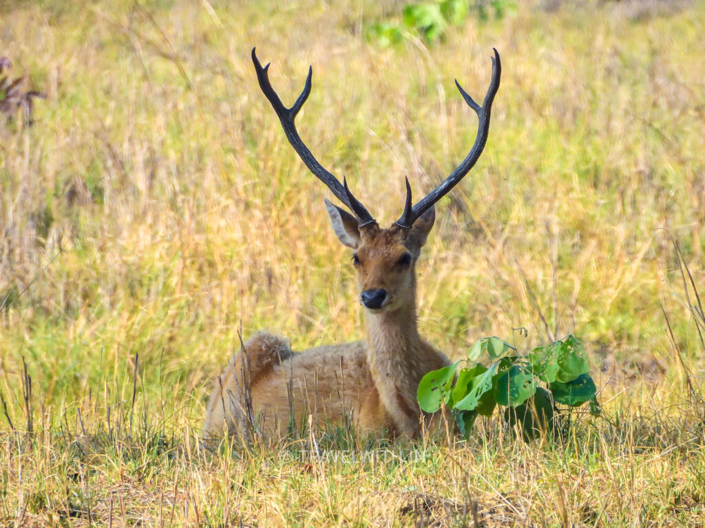 kanha-national-park-hard-hoofed-swamp-deer-travelwith