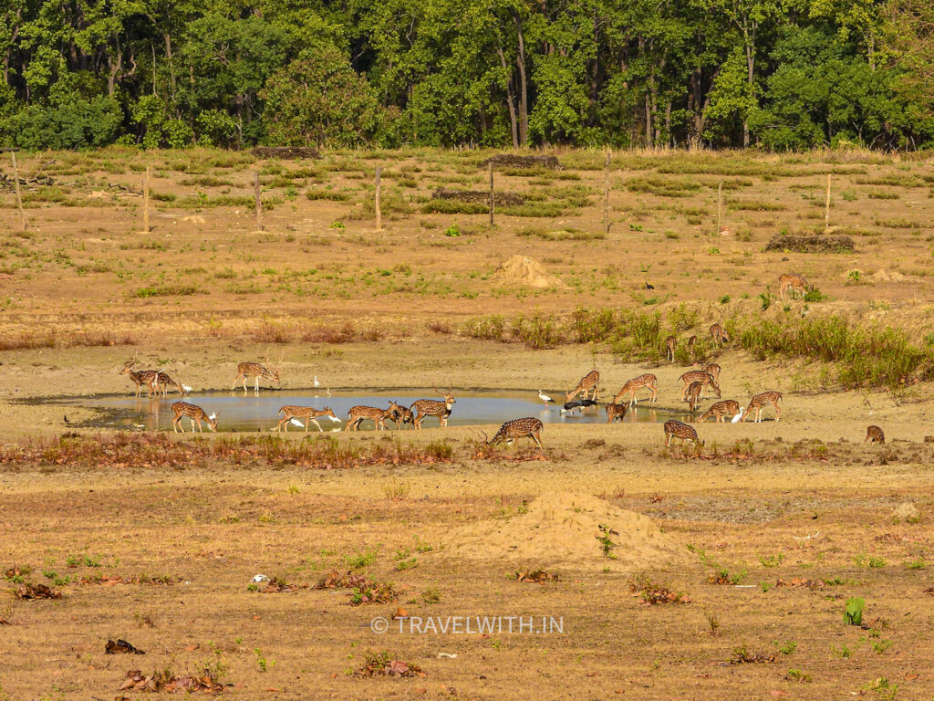 kanha-national-park-summer-jeep-safari-travelwith