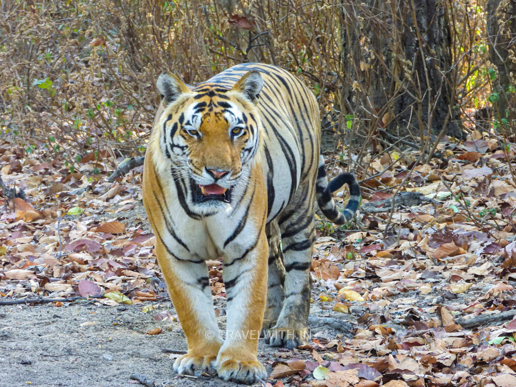 kanha-national-park-tiger-belly-full-travelwith