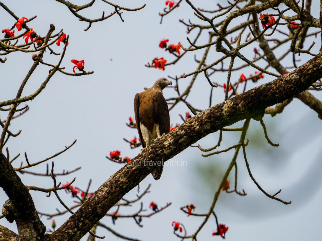 kaziranga-grey-eagle-travelwith