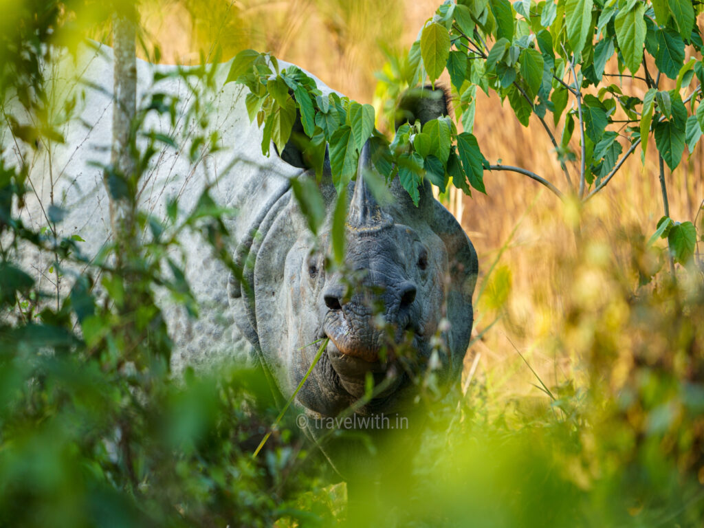 kaziranga-one-horned-rhino-safari-travelwith