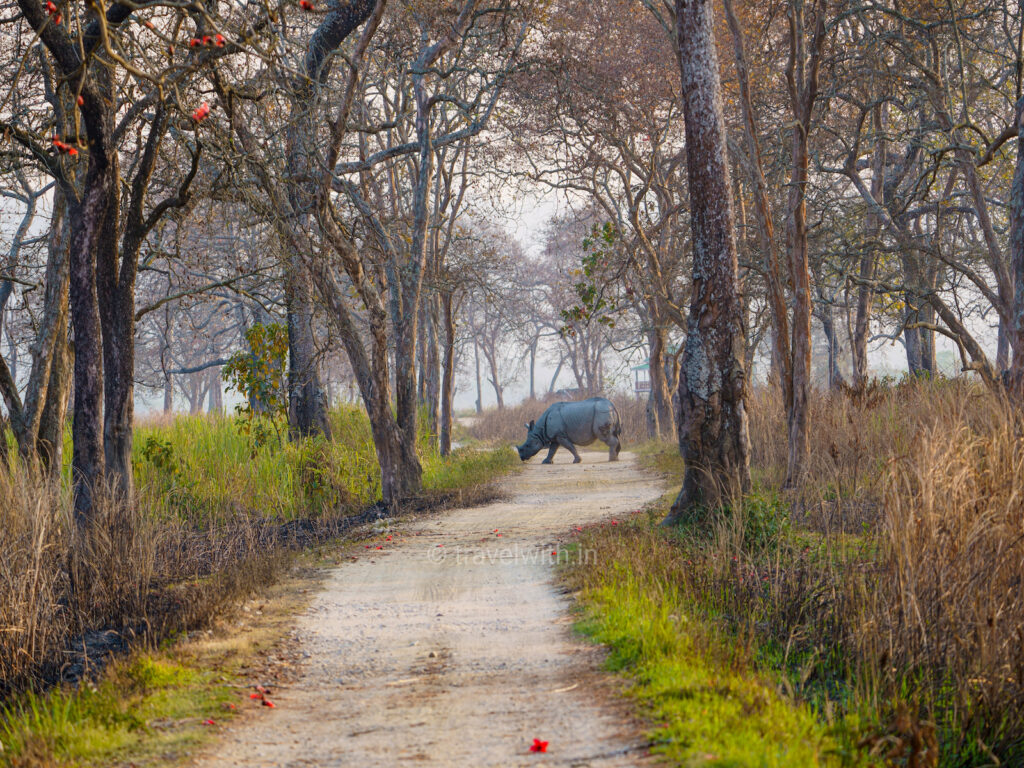 kaziranga-rhino-crossing-safari-travelwith