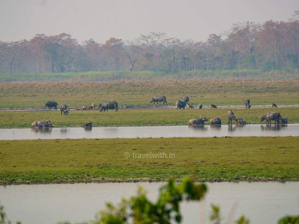 kaziranga-safari-grasslands-travelwith