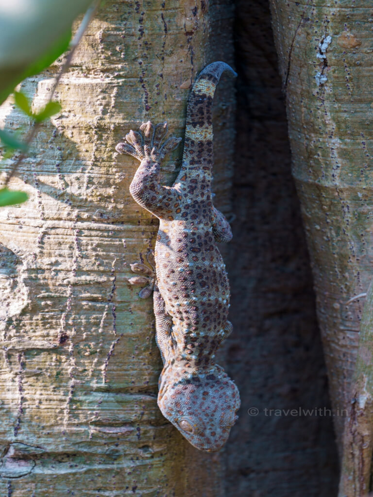 kaziranga-tokay-gecko-safari-travelwith