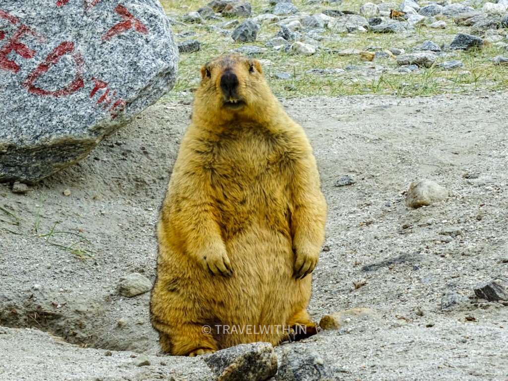 ladakh-himalayan-marmot-wildlife-travelwith