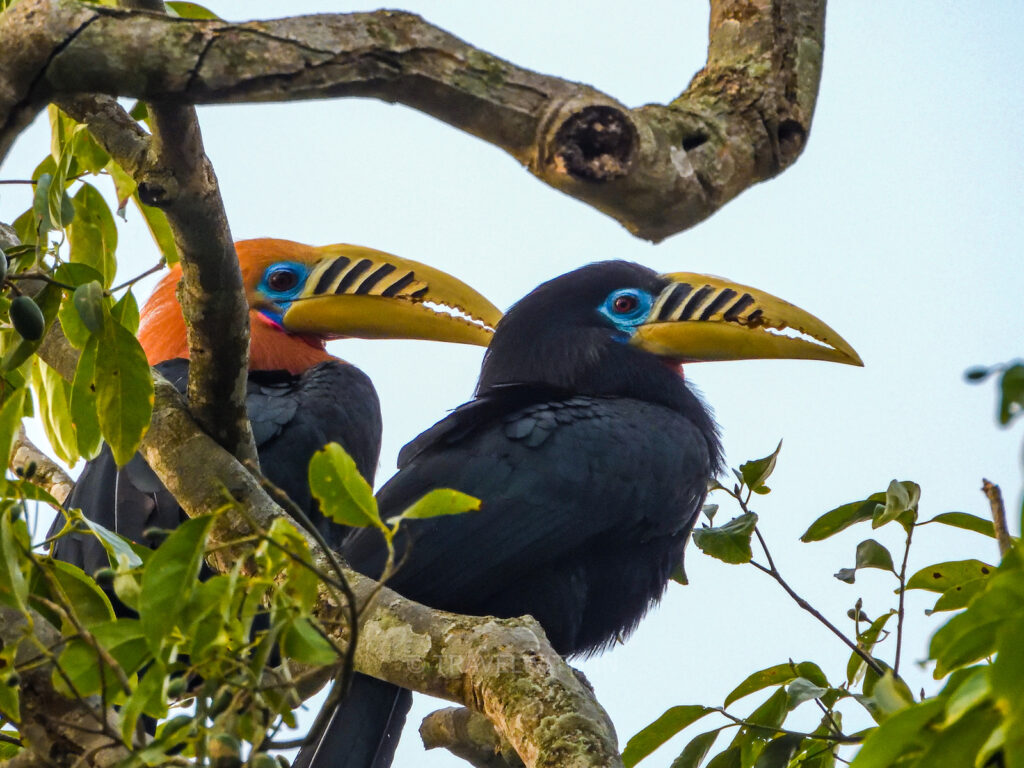 latpanchar-birdwatching-rufous-necked-hornbill-travelwith