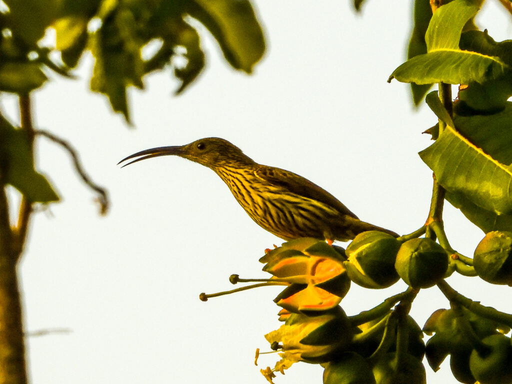 latpanchar-mahananda-wildlife-sanctuary-streaked-spider-hunter-birdwatching-travelwith