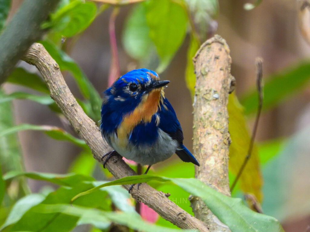 latpanchar-west-bengal-birdwatching-tour-sapphire-flycatcher-travelwith