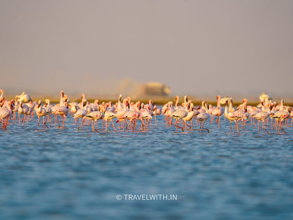 little-rann-of-kutch-lesser-flamingos-travelwith
