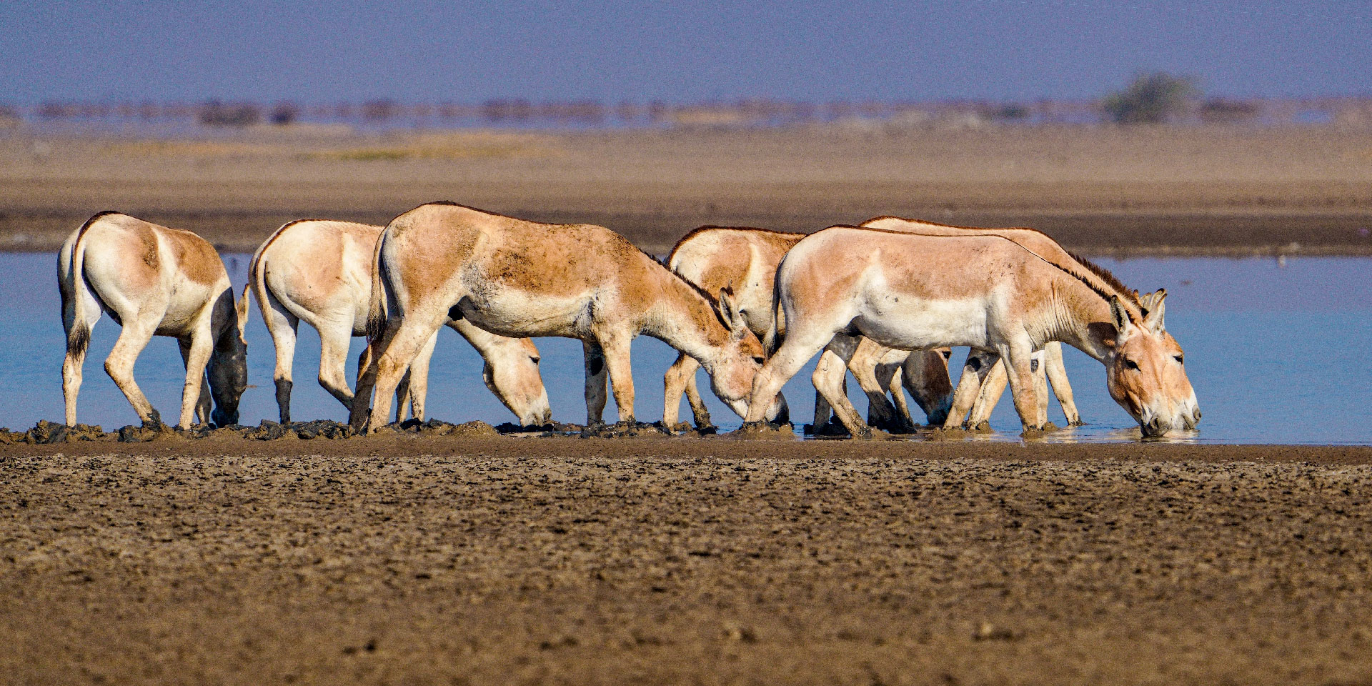 little-rann-of-kutch-wild-ass-drinking-water-travelwith