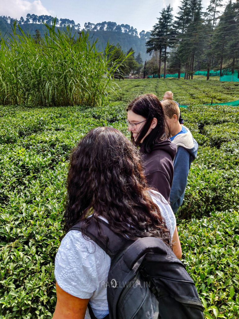 nainital-ghorakhal-tea-garden-organic-travelwith