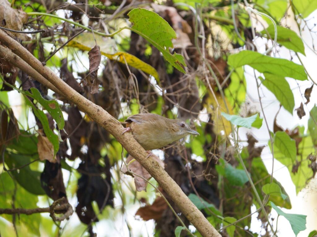 namer-abbotts-babbler-travelwith