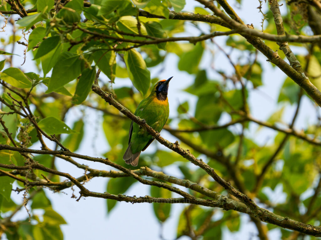 nameri-golden-fronted-leaf-bird-travelwith