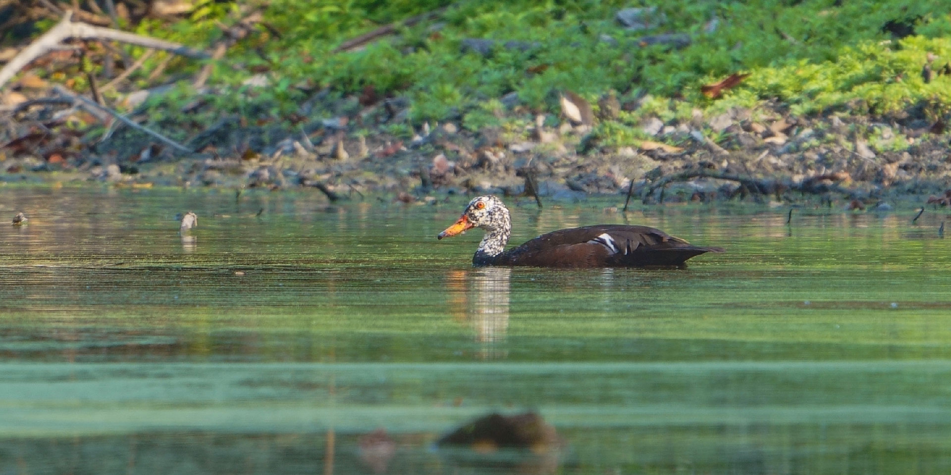 nameri-national-park-white-winged-wood-duck-travelwith