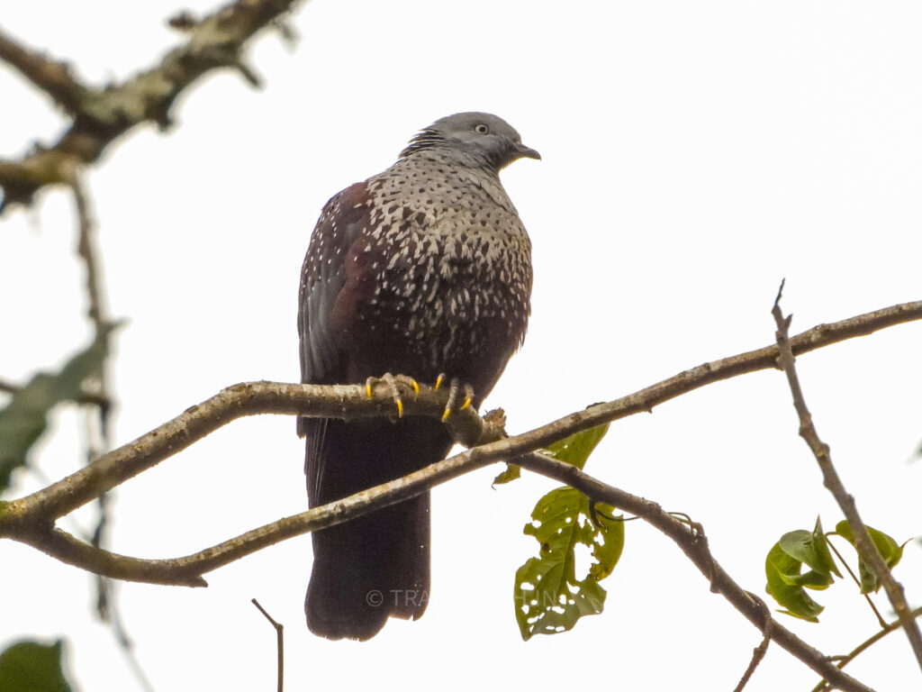 neora-valley-national-park-west-bengal-speckled-wood-pigeon-birdwatching-travelwith