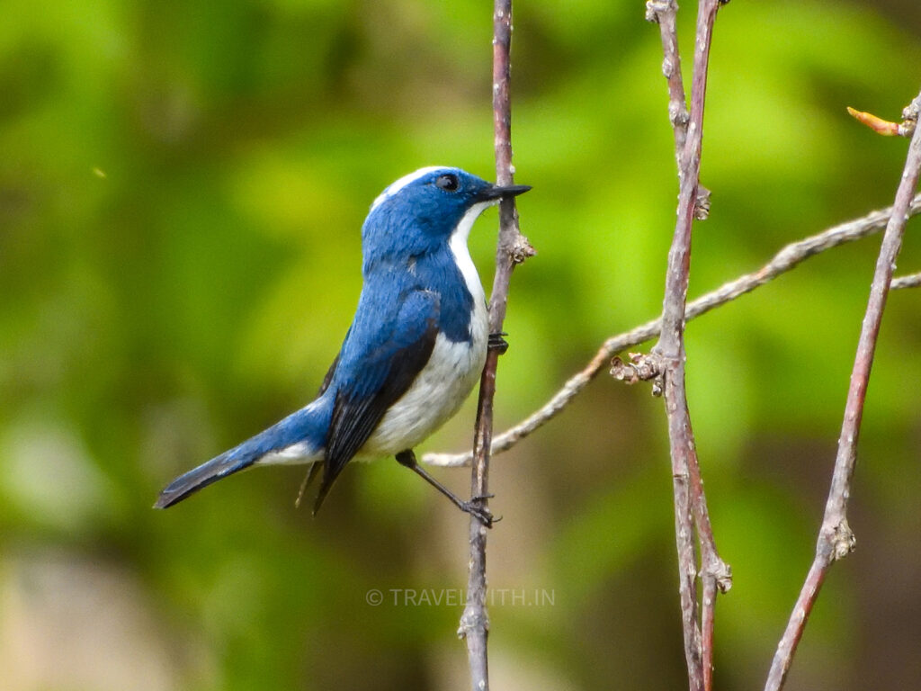 pangot-birdwatching-ultra-marine-flycatcher-travelwith