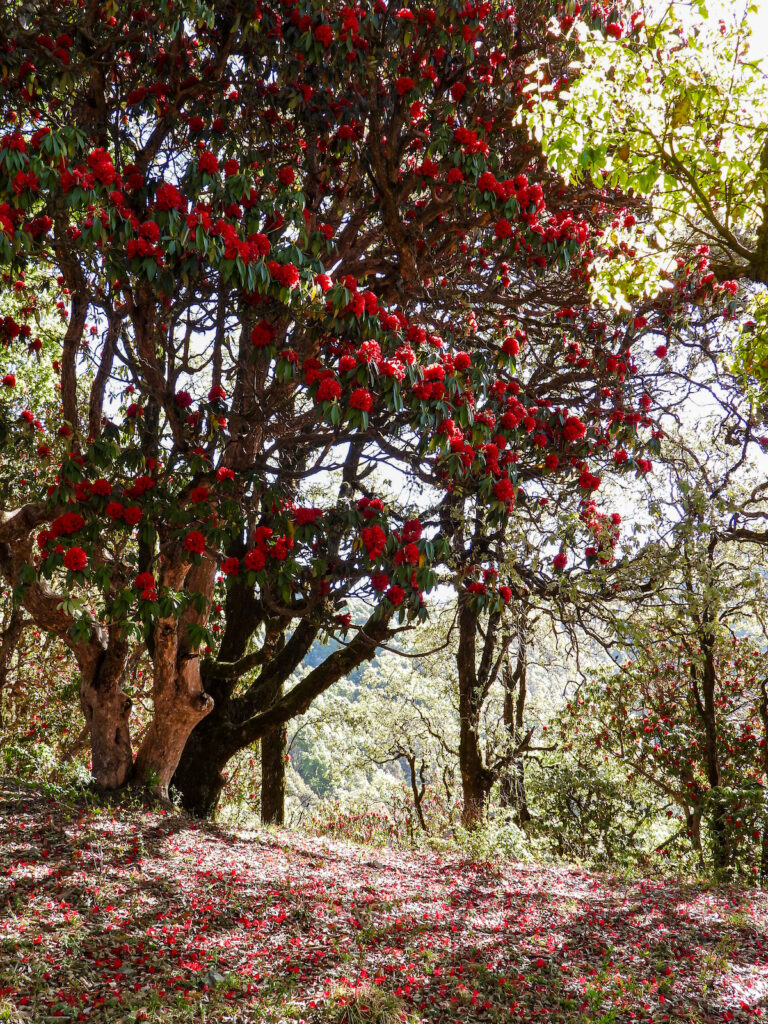 pangot-spring-rhododendron-flower-bloom-travelwith