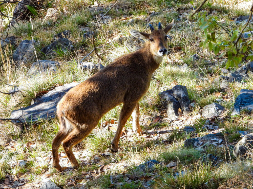 pangot-uttarakhand-rare-sighting-himalayan-serow-travelwith