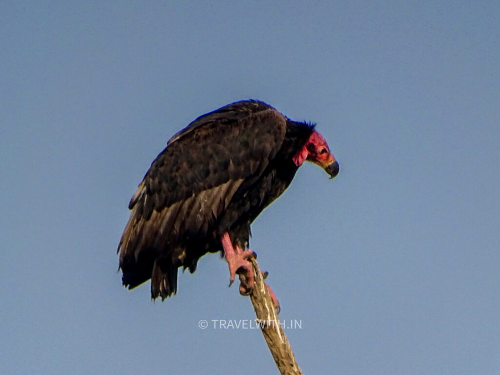 panna-national-park-king-vulture-travelwith