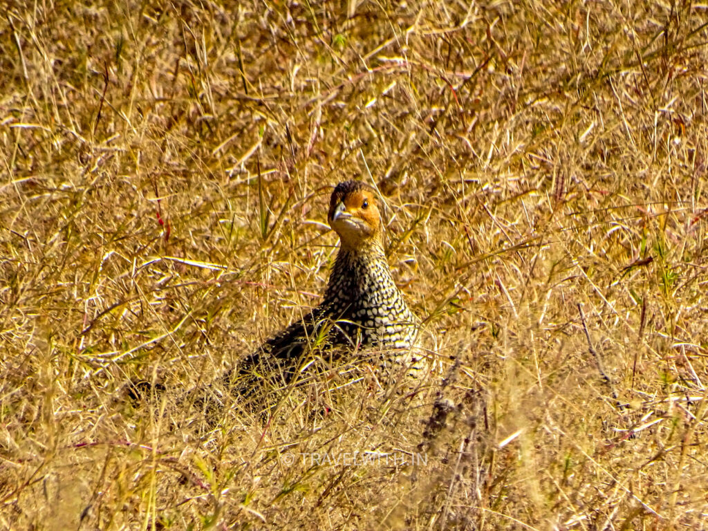 panna-national-park-painted-francolin-travelwith