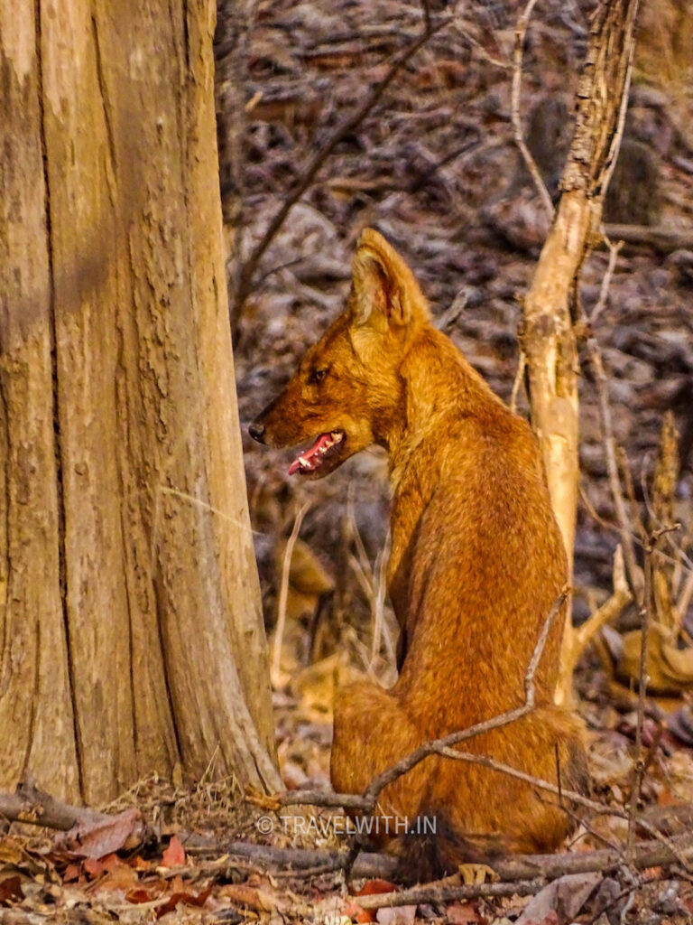 pench-dhole-indian-wild-dog-travelwith