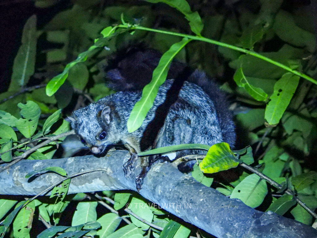 pench-giant-flying-squirrel-travelwith